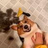 Joy - Spazzola per sottopelo cane