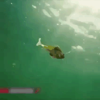 Jumping Fish - Set da 4 esche